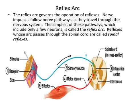 reflex arc anatomy.